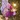 Purple/Gold