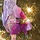 Purple Gold
