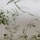Sage