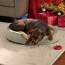 K&amp;H Pet Products Thermo Snuggly Sleeper Oval Pet Bed - Medium, , large