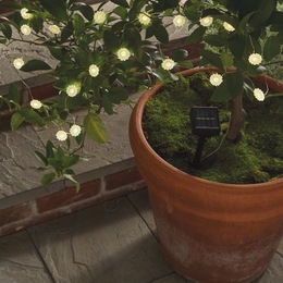 Solar Daisy Chain Stringlights, , large