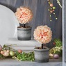 Set of 2 Pink Topiaries, , large
