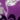 4-Piece Momento Rug Set, Purple, swatch