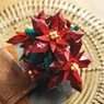 LEGO Botanicals Poinsettia, , large
