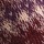 Boysenberry