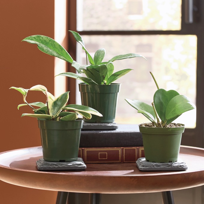 3-Piece Live Hoya Assortment, Multi, large