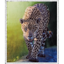Wildcat Novelty Sherpa Throw, , large