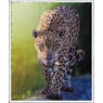 Wildcat Novelty Sherpa Throw, , large