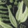Green Botanical