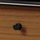Black Oak
