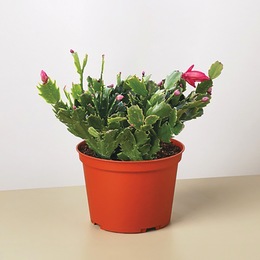 Live Christmas Cactus, , large