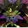 Mystic Topaz