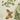 Set of 4 Cottage Placemats, Althea, swatch